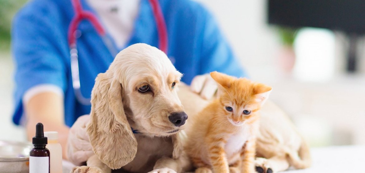 Задержание ветеринара и предпринимателя в Канске: дело о взятке свыше 250 тысяч рублей