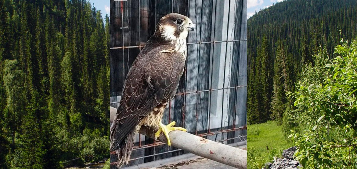 Уголовное дело против жительницы Канска за незаконное содержание редких птиц