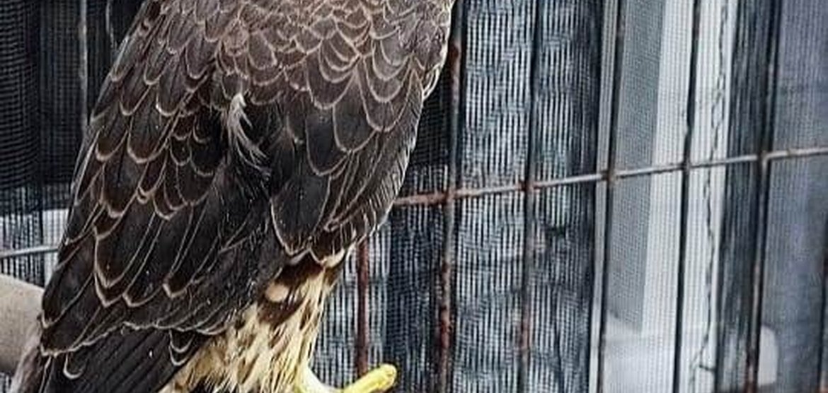 В Канске пресечена незаконная продажа редкого сокола-сапсана