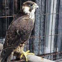 Полиция освободила редких птиц, включая сокола-сапсана, в Канске